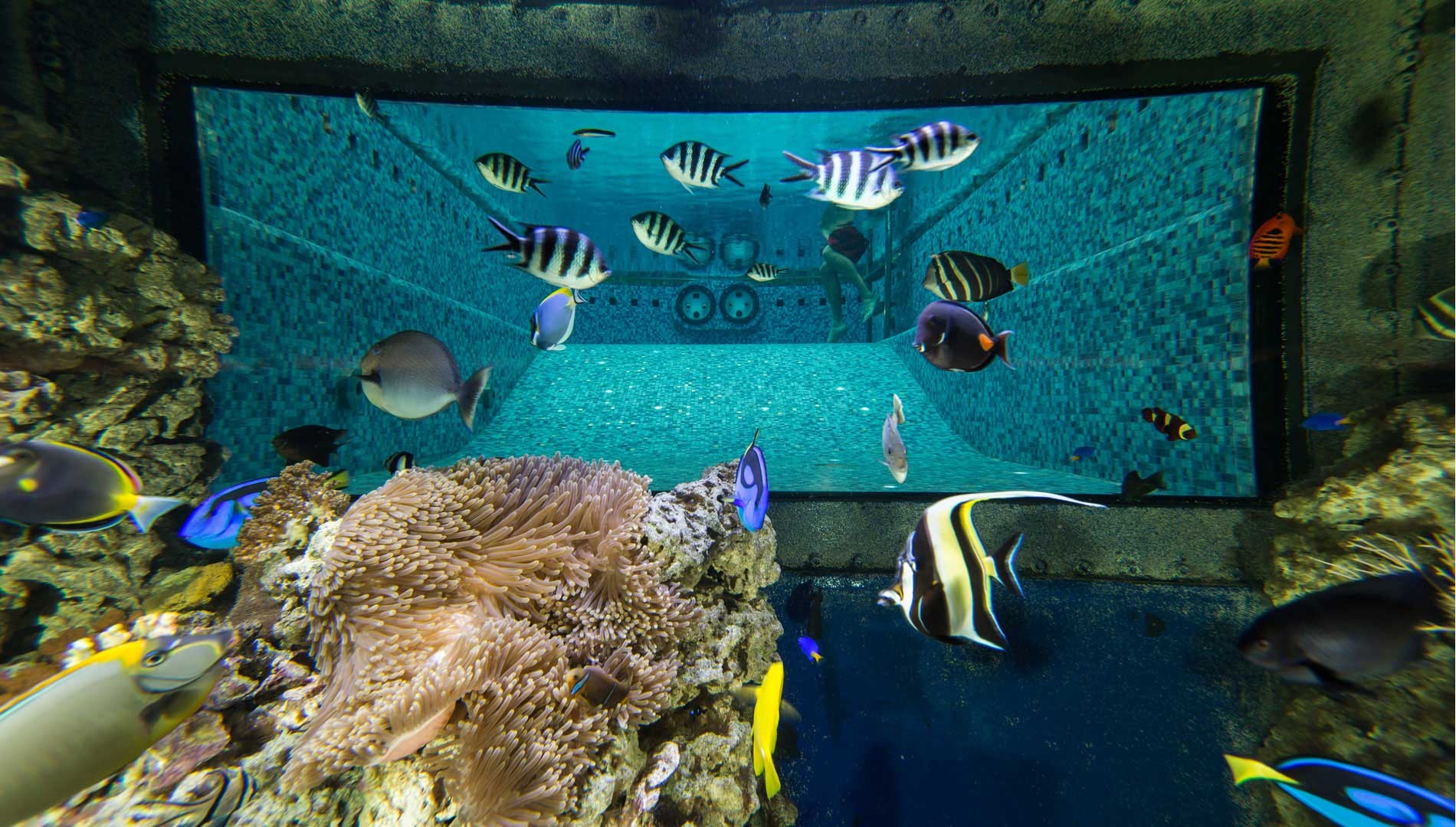 Aquarium And Mosaic Swimming Pool