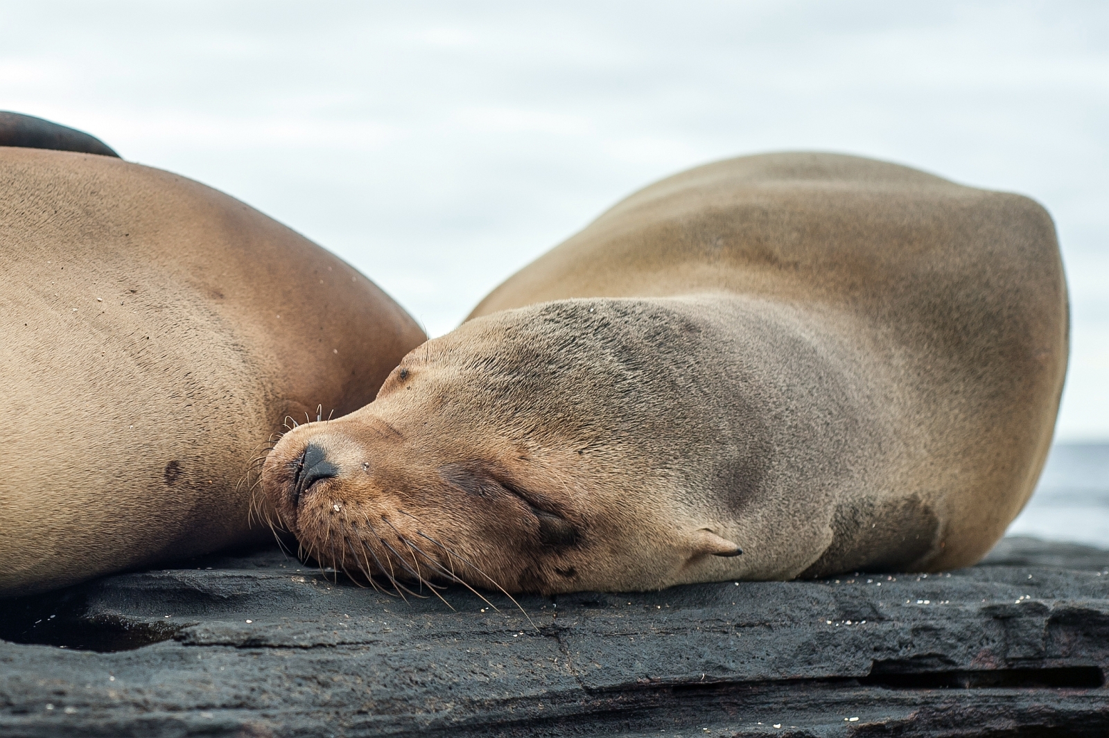 Galapagos Sea Star Journey Seals Enjoying The Good Life
