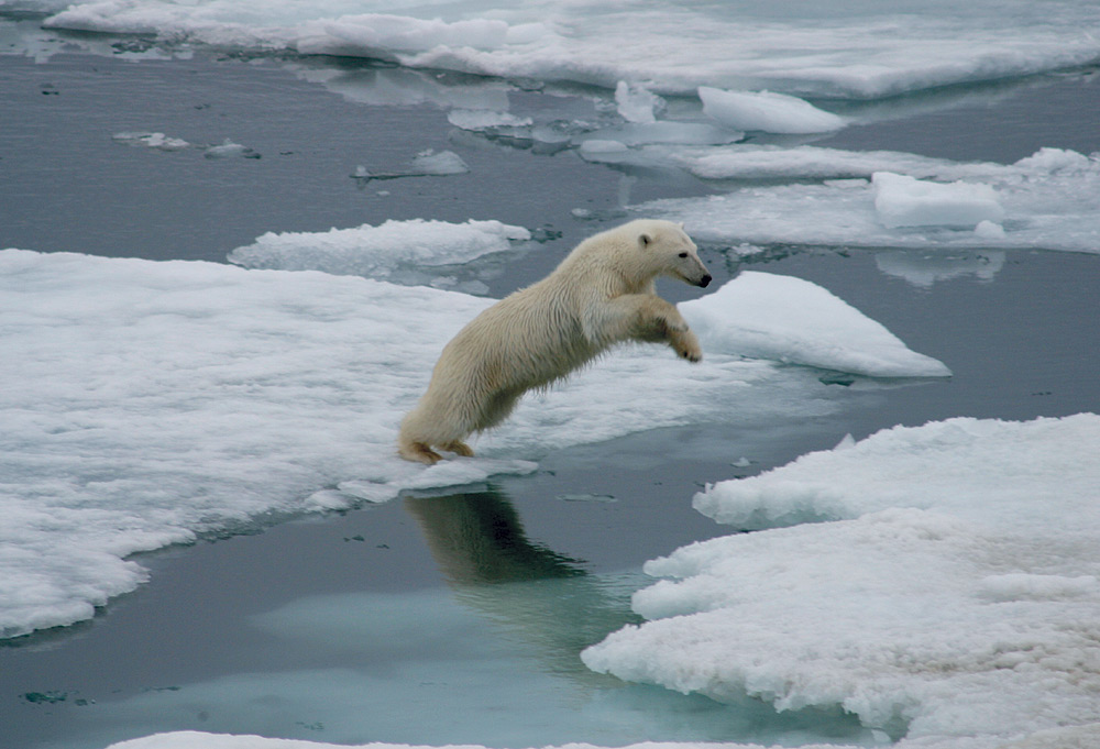 HANSE EXPLORER - Artic Polar Bears