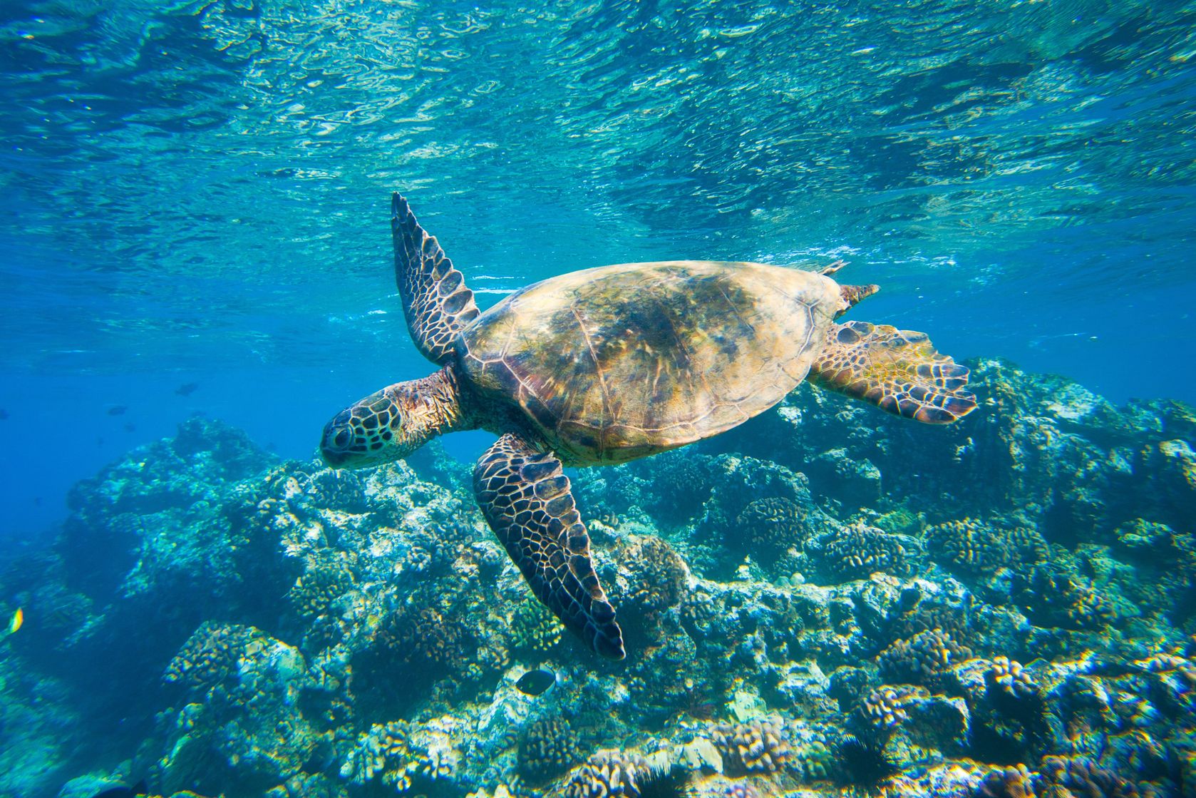 Nyaman - Snorkeling with Turtles
