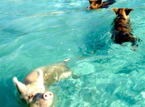 PARADIGM SHIFT - Famous swimming pigs