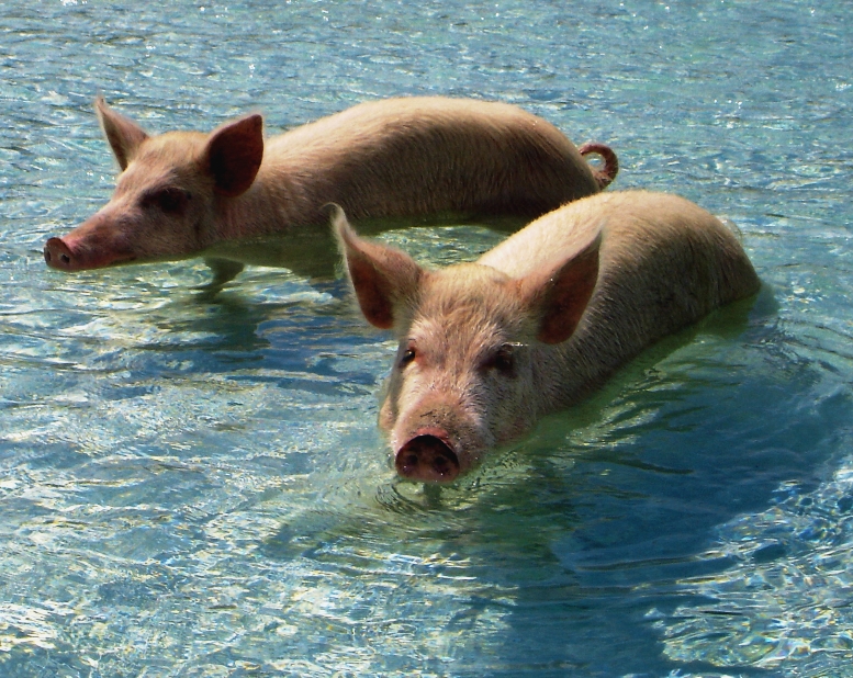 SOLSTICE -  Swimming Pigs of the Exumas