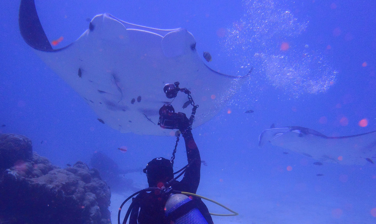 SY ASIA - Diving with manta rays