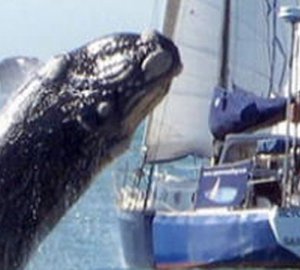 Whale Attacks Yacht Cape Town, South Africa