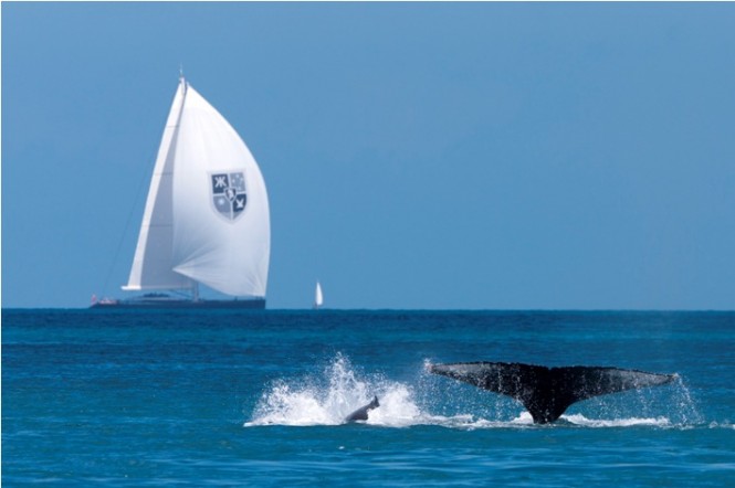 Sailing yacht Kokomo  and a Humpback Whale - Photo Credit Andrea Francolini.
