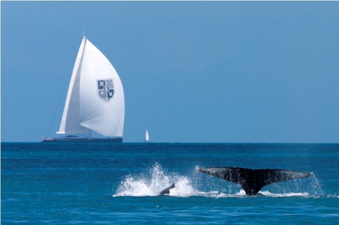 Sailing yacht Kokomo anda Humpback Whale - Photo Credit Andrea Francolini Sailing yacht Kokomo anda Humpback Whale - Photo Credit Andrea Francolini