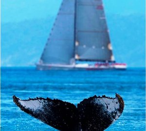 Audi Hamilton Island Race Week 2010 – Whale Photos.