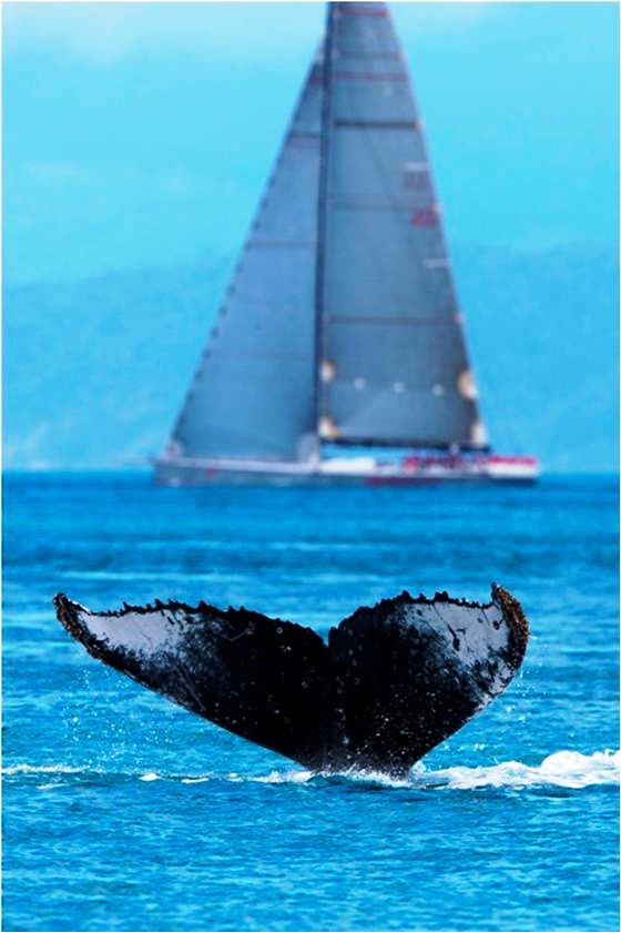 Whale with Sailing yacht Wild Oats XI in the background at the Audi Hamilton Island Race Week 2010 - Photo Credit Andreay Francolini