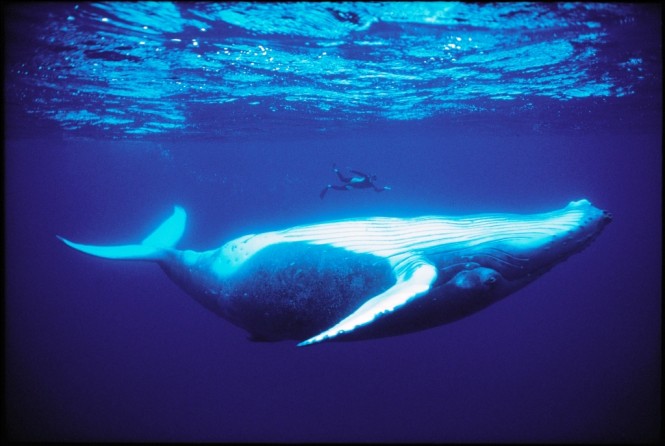 tahiti whale