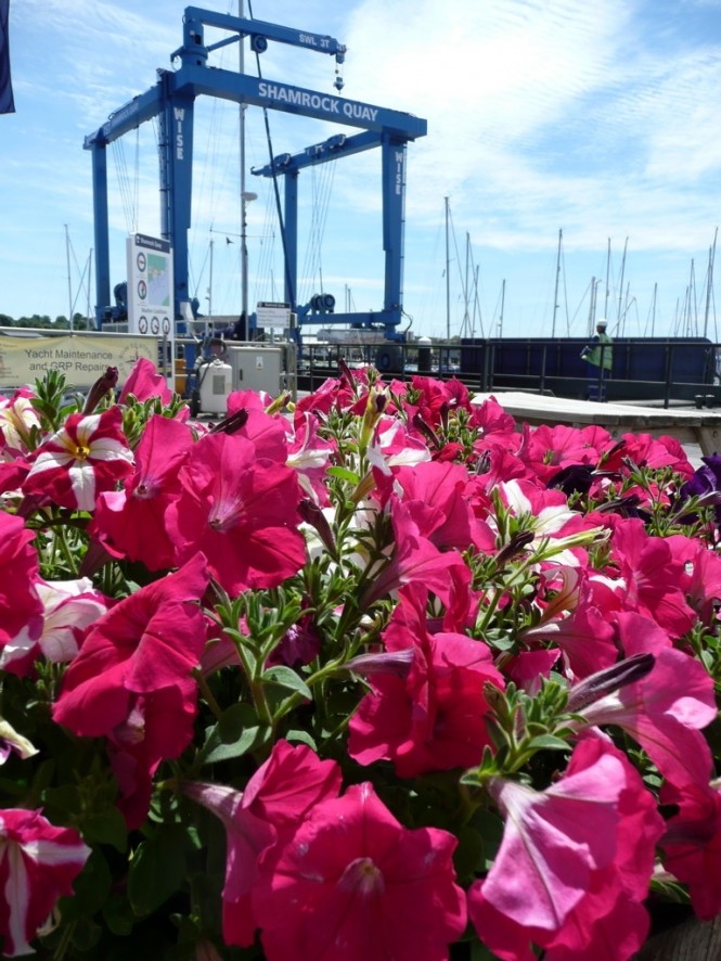 Shamrock Quay marina - overall winner MDL in Bloom