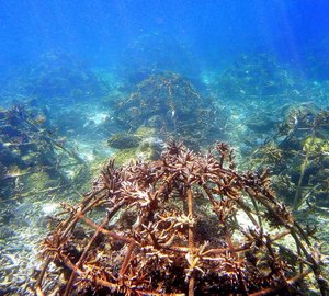 Environmental Foundation to rebuild Reefs in Phuket, Thailand.