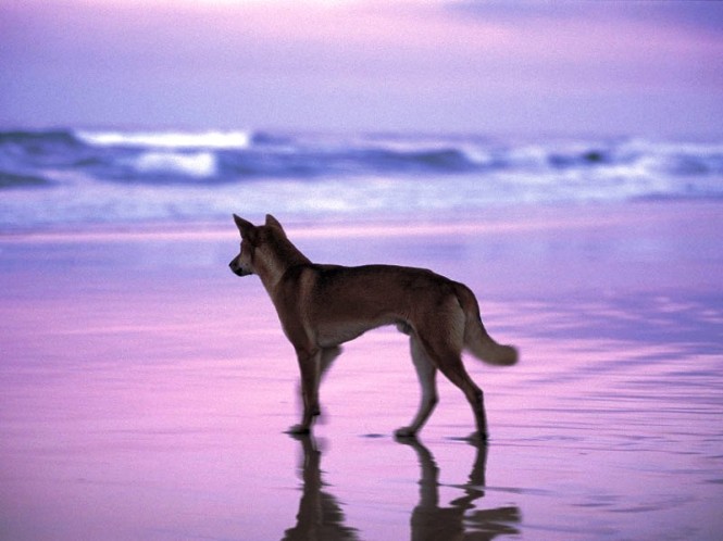 Fraser Island, dingo on beach Fraser Island, dingo on beach