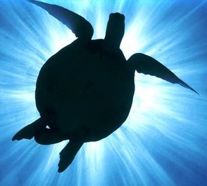 The Queensland Australia Superyacht Website For Crusing and Charter