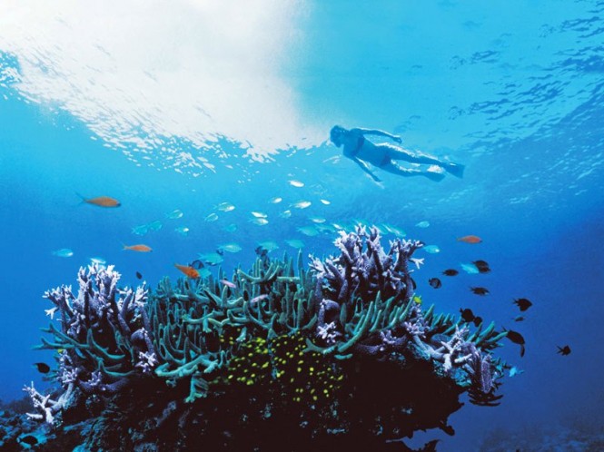 Snorkeling on the Great Barrier Reef Snorkeling on the Great Barrier Reef