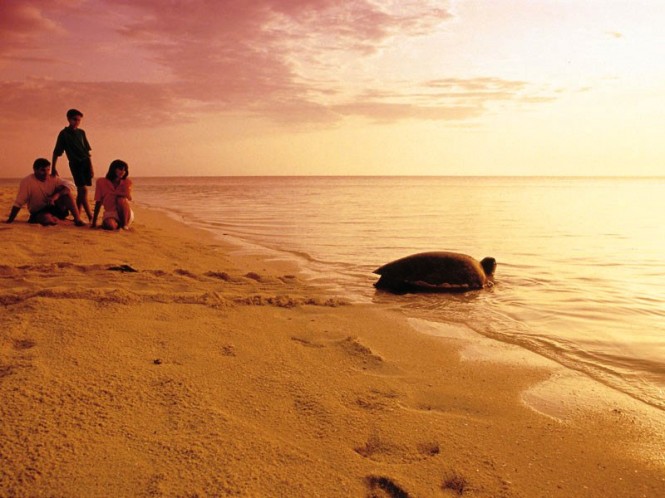 Turtle on beach Turtle on beach