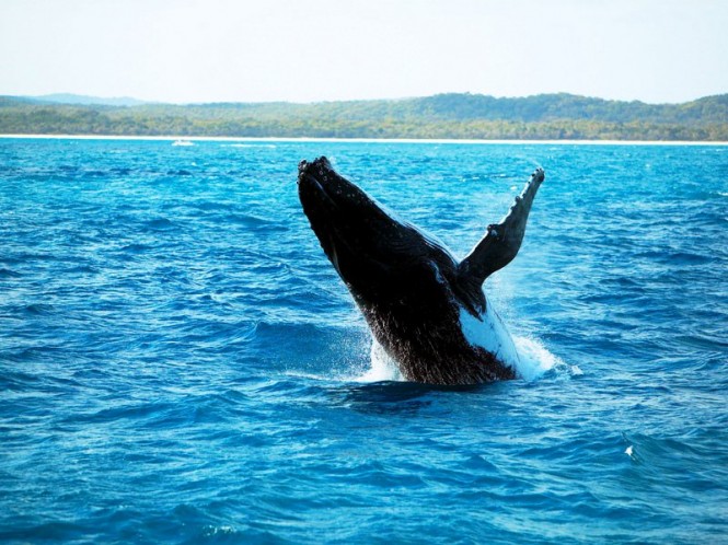 Whale watching on the Fraser Coast