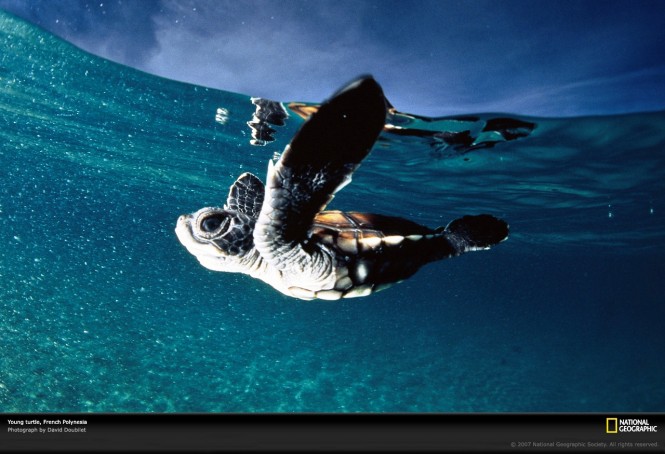 French Polynesia Baby Turtle - Photo courtesy of National Geographic