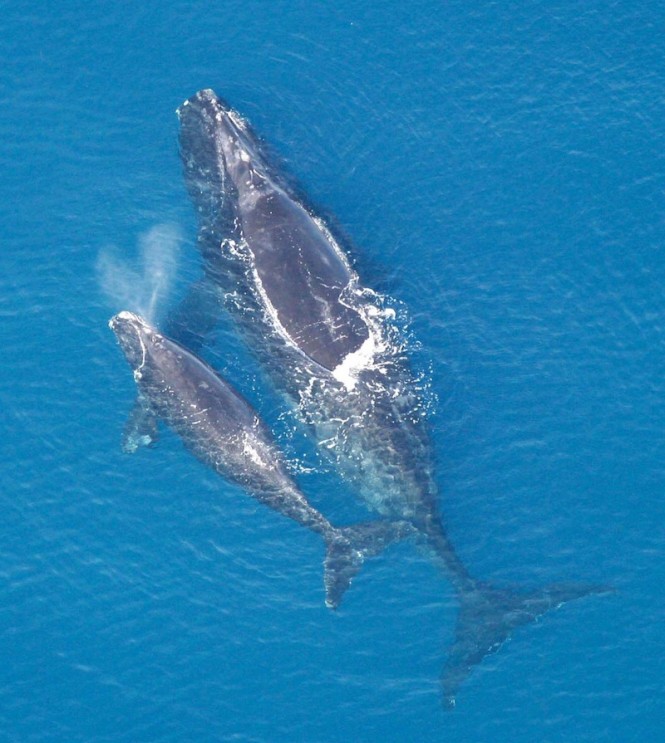 Right whale Right whale