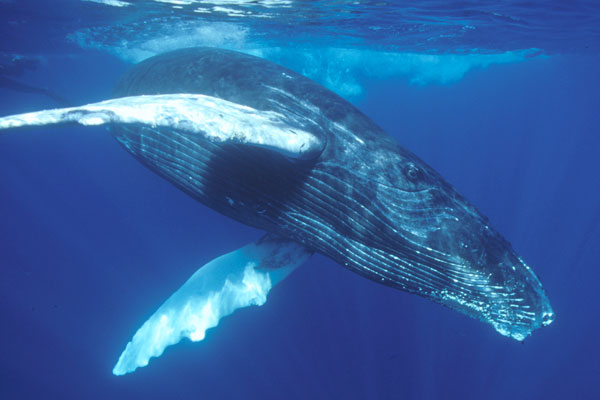 Luxury Catamaran Necker Belle offers Humpback Whale Watching Charters - Photo courtesy of Tom Conlin of Aquatic Adventures 