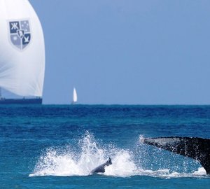 Win an Audi at Audi Hamilton Island Race Week