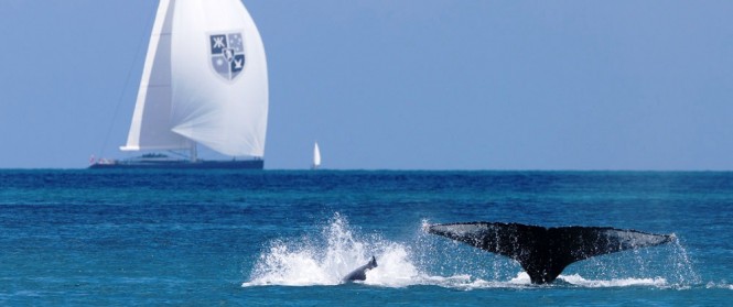 Win an Audi at Audi Hamilton Island Race Week - Credit Audi Hamilton Island Race Week