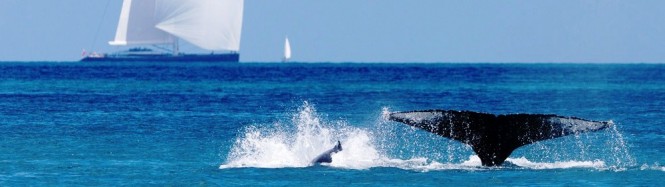 Whale and Kokomo Sailing Yacht - Hamilton Island Race Week Australia