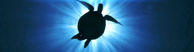 Queensland Has Many World Class Yacht Charter Destinations and many turtles – Image courtesy of SuperYachts Queensland