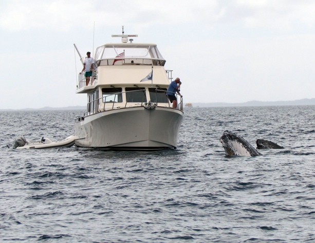 Whales join in at the Clipper Fraser Island Regatta - Credit  Clipper Yachts 