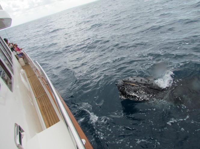 Whales join in at the Clipper Fraser Island Regatta - Credit Clipper Yachts 