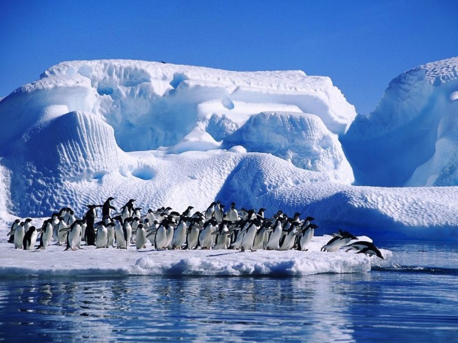 Adelie Penguins - Antarctica