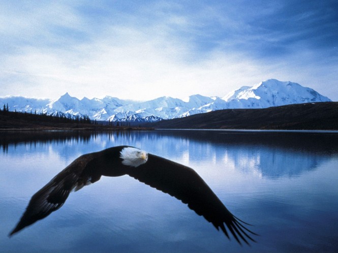 Bald Eagle in Alaska