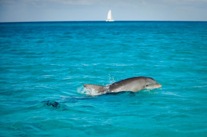 Free diving with dolphins in Bimini 