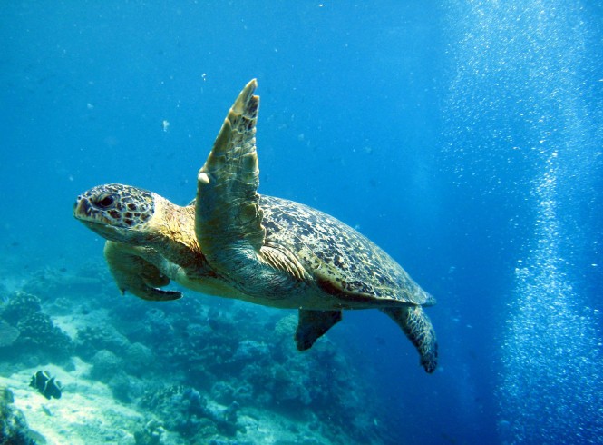 Turtle Diving in the Sipadan Island