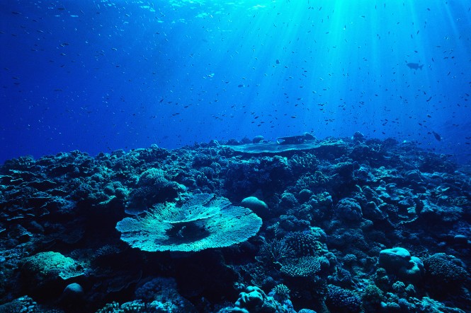 Caribbean Underwater World