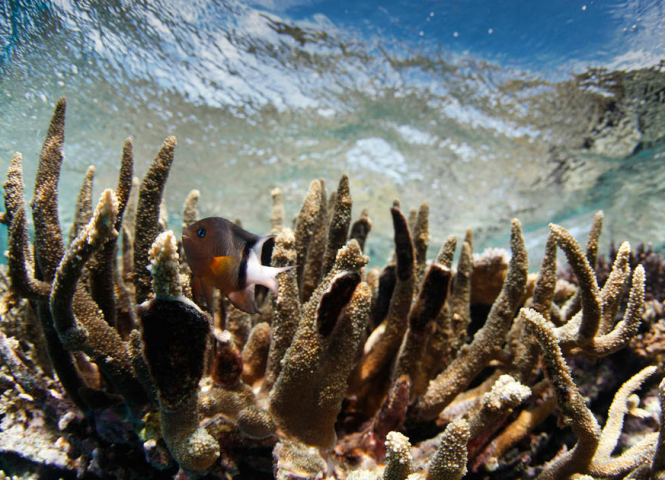 Nagigia Reef Fiji - Photo by Ming Nomchong and Luke Henkel