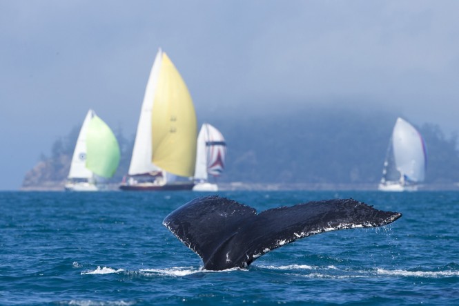 A whale and cruising fleet at AHIRW 2012 - Photo credit: Andrea Francolini/Audi A whale and cruising fleet at AHIRW 2012 - Photo credit: Andrea Francolini/Audi