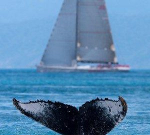 Sailors arrive at the Audi Hamilton Island Race Week 