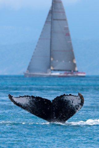 A whale of a welcome at Audi Hamilton Island Race Week 2012
