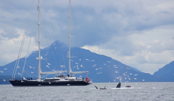 Dubois designed 174ft superyacht Drumbeat in Juneau, Alaska with feeding whales