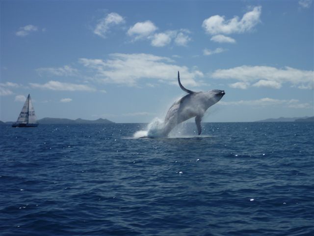 Whale leap - another angle Whale leap - another angle