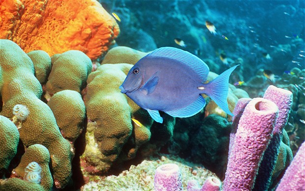 Diving in the Caribbean