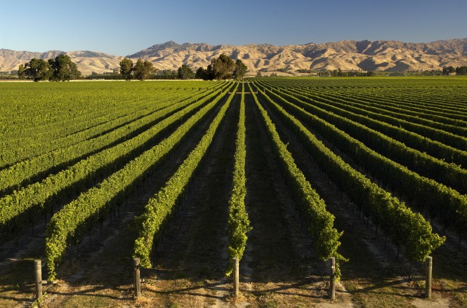 Marlborough Vineyard 
