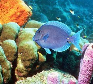 First Class Healthy Dining aboard Caribbean catamaran charter yacht MATAU 