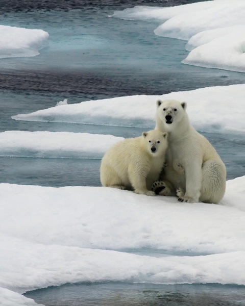 Members of EYOS Expeditions had a unique chance to admire polar bears during their transit