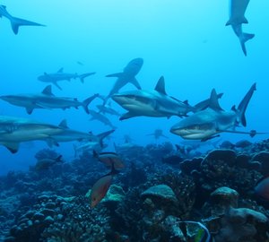 Unparalleled diving experience by Tahiti Private Expeditions