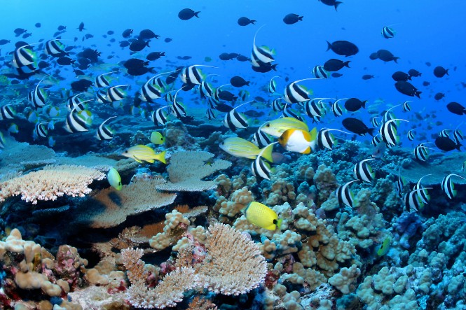 Underwater Wonders of the Caribbean