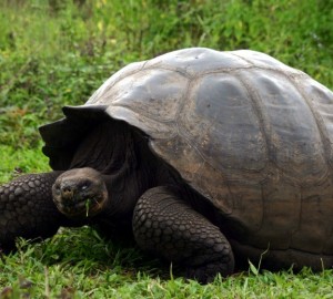 Great savings for GALAPAGOS charter yacht INTEGRITY