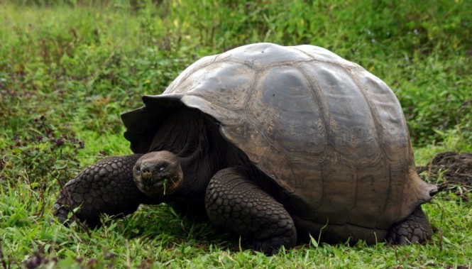 Tortoise by Don Audette of Sterling Heights, MI, USA - Image credit Galapagos.com Tortoise by Don Audette of Sterling Heights, MI, USA - Image credit Galapagos.com