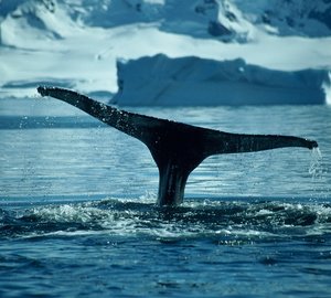 UltraYachts - New Full Member for Association of Yacht Support Services (AYSS)