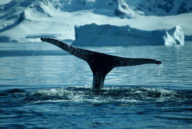 UltraYachts assisting to discover a fabulous yacht charter destination - Antarctica